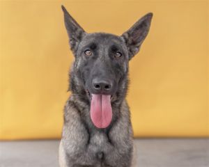A5605564 Hershey is a very sweet girl -1-year-4-month-old spayed female -Belgian Malinois -Black 