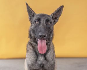 HERSHEY Belgian Shepherd / Malinois Dog