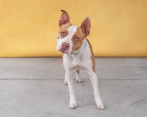 A5628136 Pretzel is a happy-go-lucky girl -2-year-old spayed female -Pitbull mix -Brown  White 