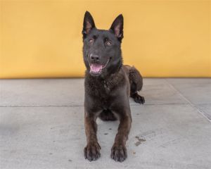 A5620574 Roscoe Roscoe is a beautiful Belgian Malinois -1-year-2-month-old neutered male -74 lbs -