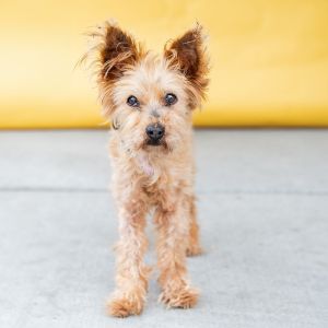 A5626669 Nellie is a teensy tiny little teddy bear with the softest fur and the biggest perky ears