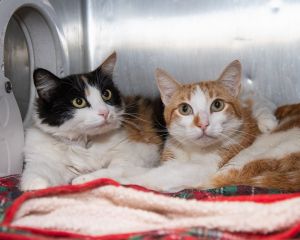 Cali A5625825 and Rusty A5625827 were surrendered to the Care Center by their owner on May 14 U