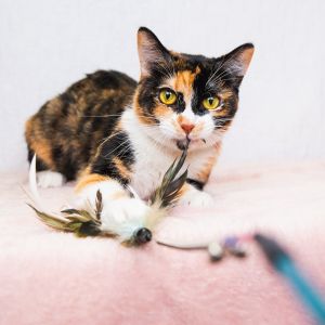 CURBY Calico Cat