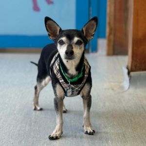 Vesper 11890 Chihuahua Dog