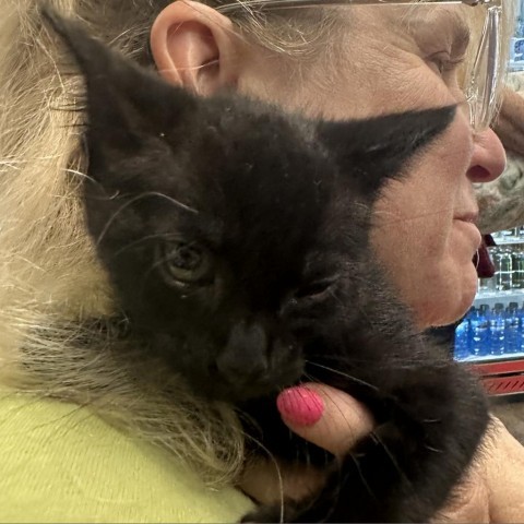 Blackberry, an adoptable Domestic Short Hair in Midland, TX, 79703 | Photo Image 1