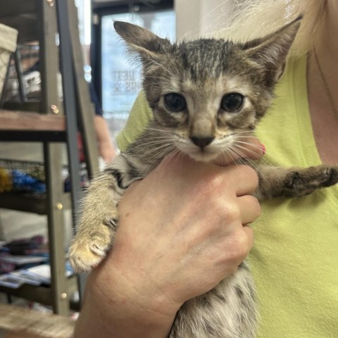 Spice Drop, an adoptable Domestic Short Hair in Midland, TX, 79703 | Photo Image 1