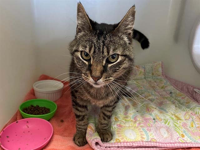 AUTUMN, an adoptable Domestic Short Hair in McKinleyville, CA, 95519 | Photo Image 1