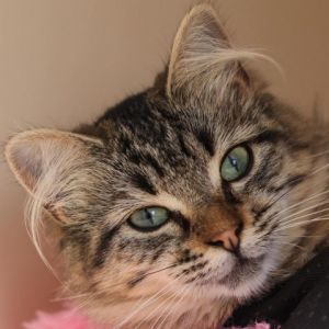 Tinker Bell Domestic Medium Hair Cat