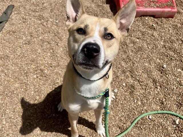 KHAN, an adoptable Basenji, Mixed Breed in Saint Louis, MO, 63144 | Photo Image 1