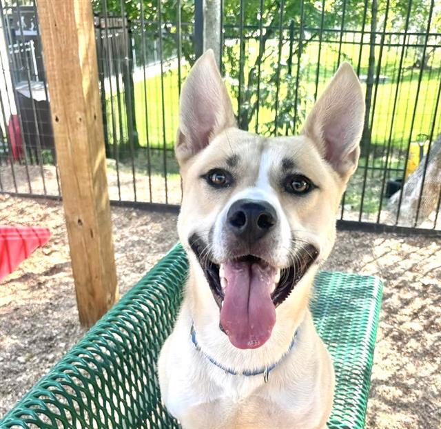 KHAN, an adoptable Basenji, Mixed Breed in Saint Louis, MO, 63144 | Photo Image 1