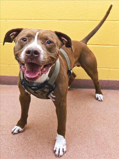 ROWDY B, an adoptable American Staffordshire Terrier in Ogden, UT, 84404 | Photo Image 1