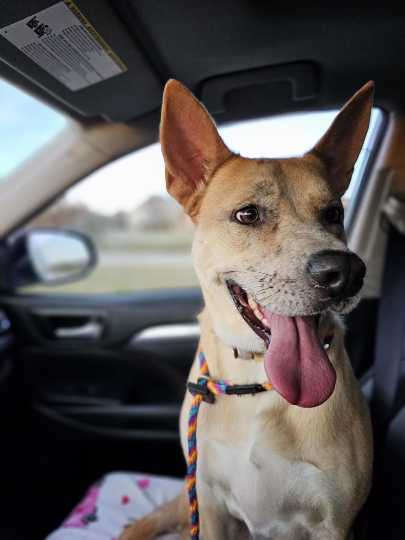 Miss Josey Joe - DIAMOND DOG