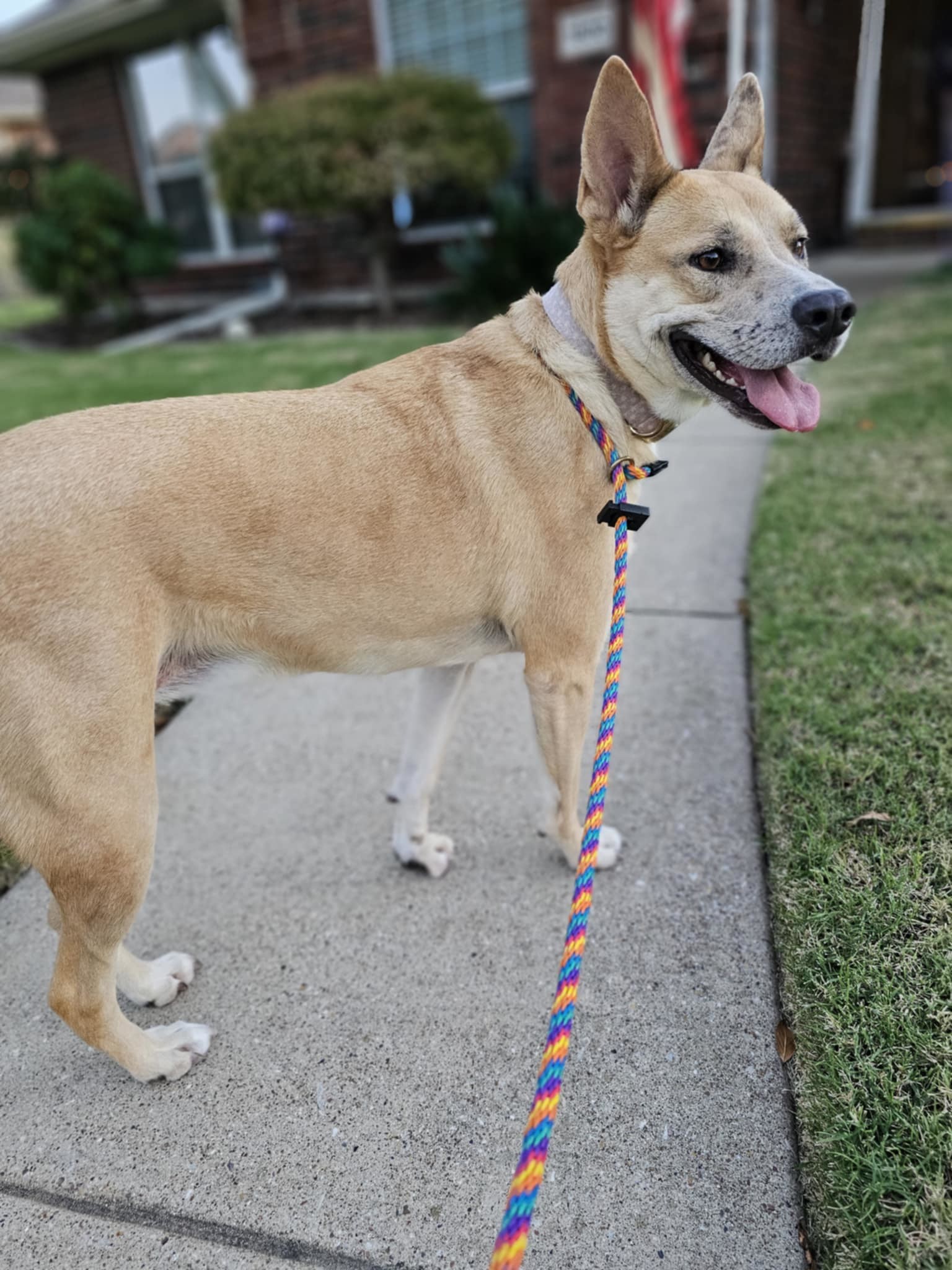 Miss Josey Joe - DIAMOND DOG