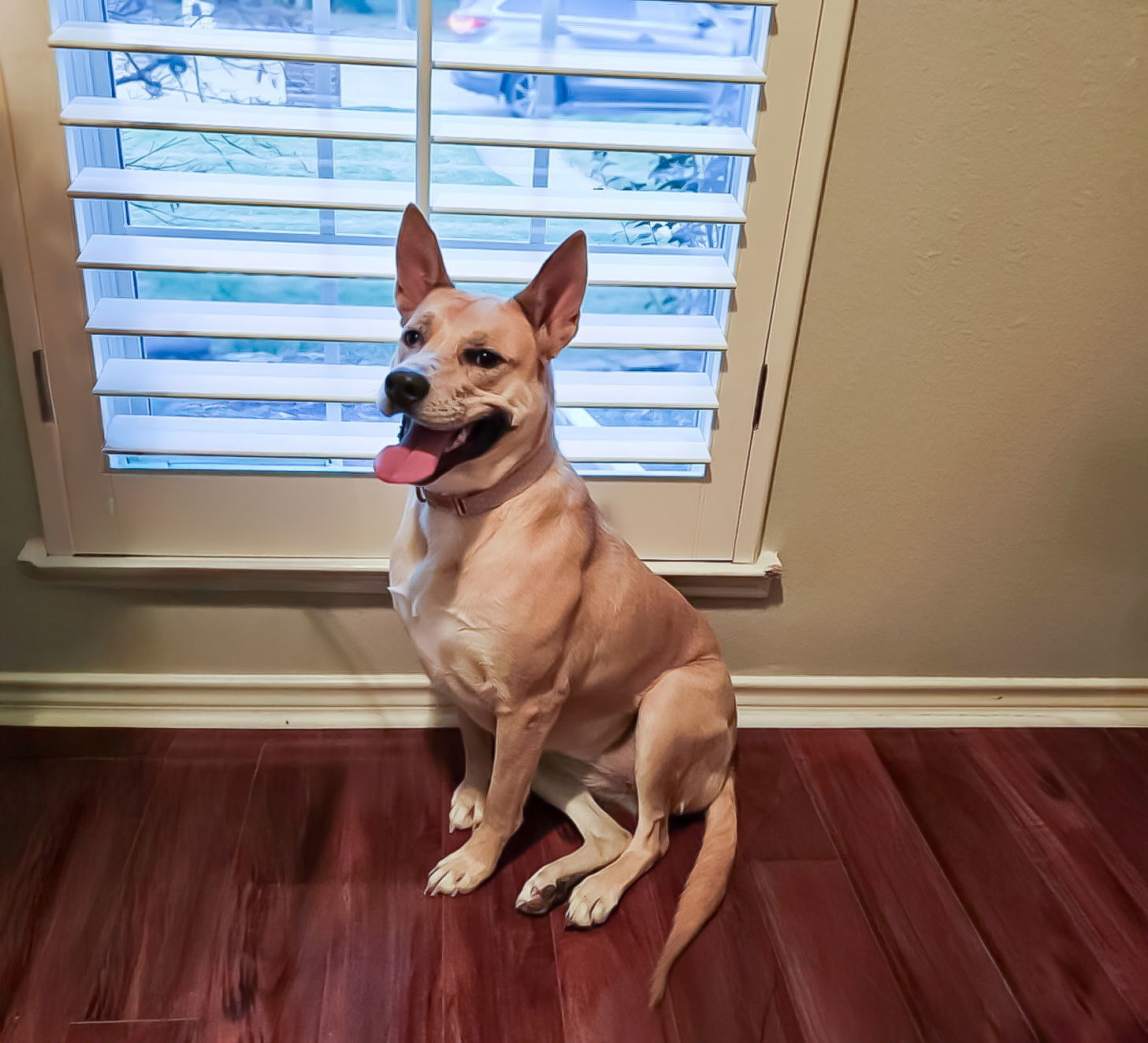 Miss Josey Joe - DIAMOND DOG