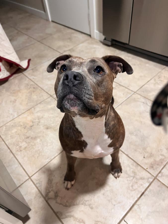 Dog for adoption - BUTTERCUP, a Pit Bull Terrier Mix in Austin, TX ...