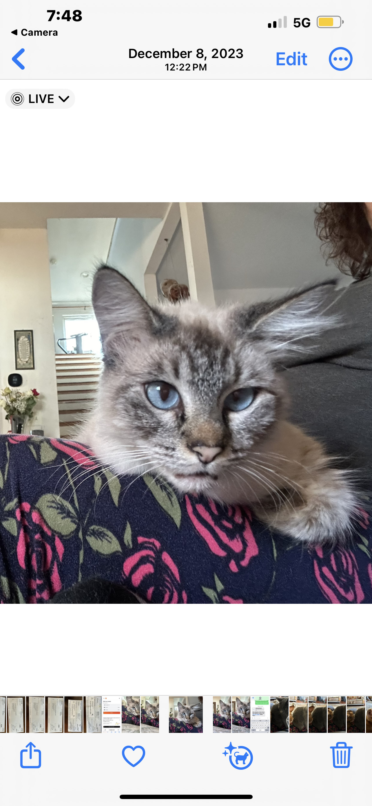 Cupcake Napa petco, an adoptable Siamese, Himalayan in Napa, CA, 94558 | Photo Image 1