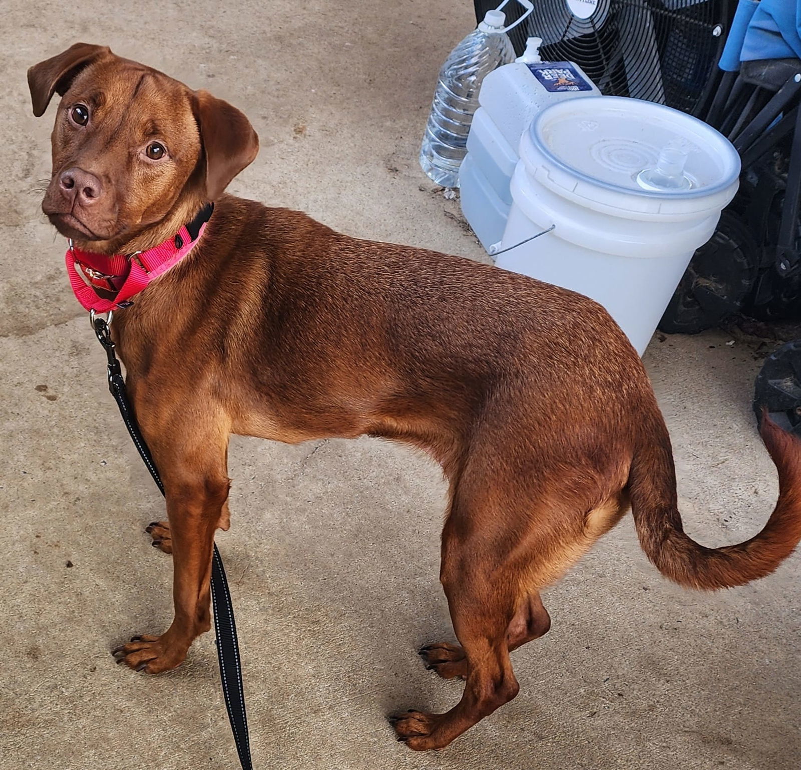 Lily, an adoptable Vizsla in Stephens City, VA, 22655 | Photo Image 1