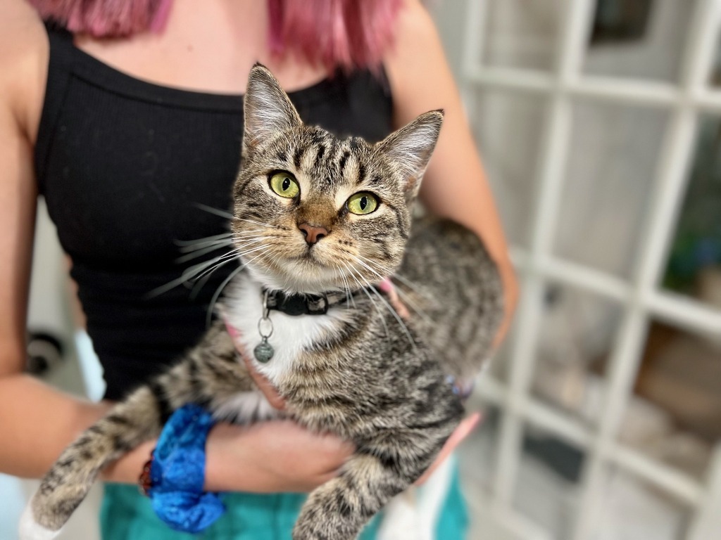 Bean, an adoptable Domestic Short Hair in Little Rock, AR, 72207 | Photo Image 1