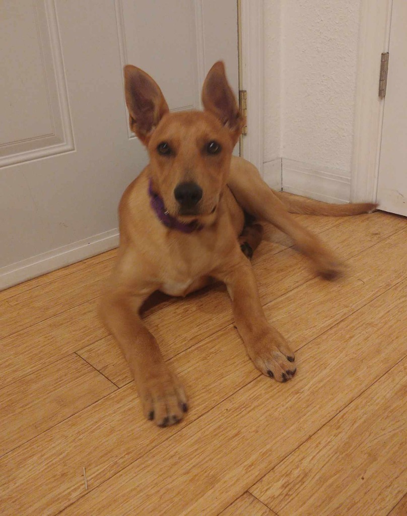 Brock, an adoptable Mixed Breed in sun prairie, WI, 53590 | Photo Image 1