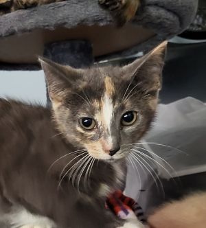 Introducing Zapdos a shy but incredibly intelligent kitten whos looking for her forever home Zapd