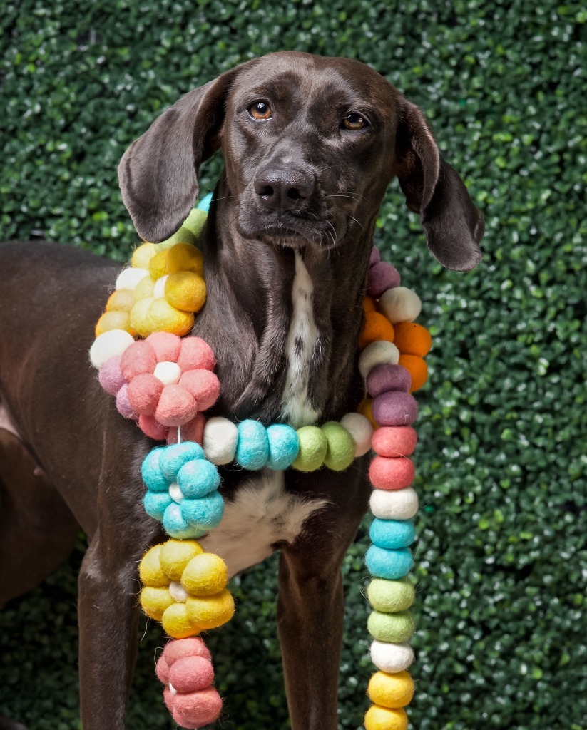 Luisa, an adoptable Labrador Retriever, Bloodhound in Hardeeville, SC, 29927 | Photo Image 2