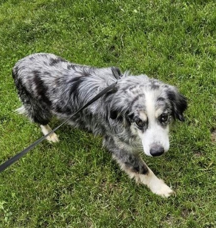 Palmer, an adoptable Australian Shepherd in Thompson Falls, MT, 59873 | Photo Image 1