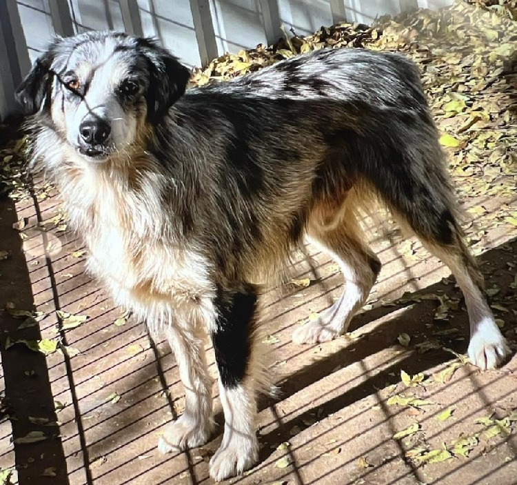 Palmer, an adoptable Australian Shepherd in Thompson Falls, MT, 59873 | Photo Image 2