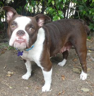 Natalie is an adorable English BulldogBoster Terrier mix whos about 2 years old and approximately 