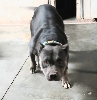 Lettie, an adoptable Pit Bull Terrier in Pahrump, NV, 89048 | Photo Image 1