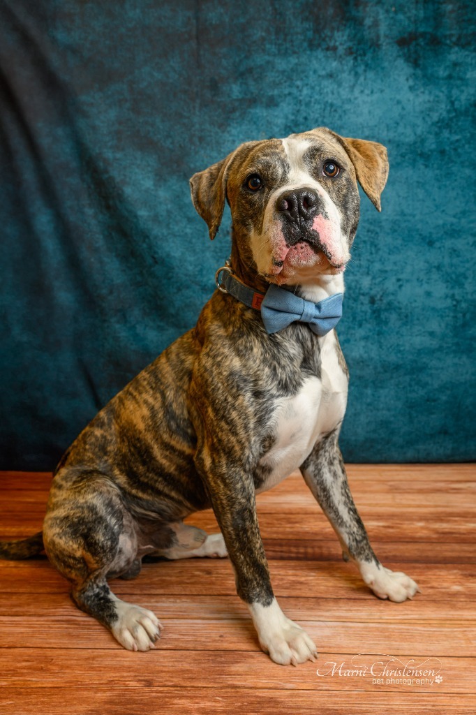 Butch Cassidy, an adoptable Pit Bull Terrier in Rock Springs, WY, 82901 | Photo Image 1