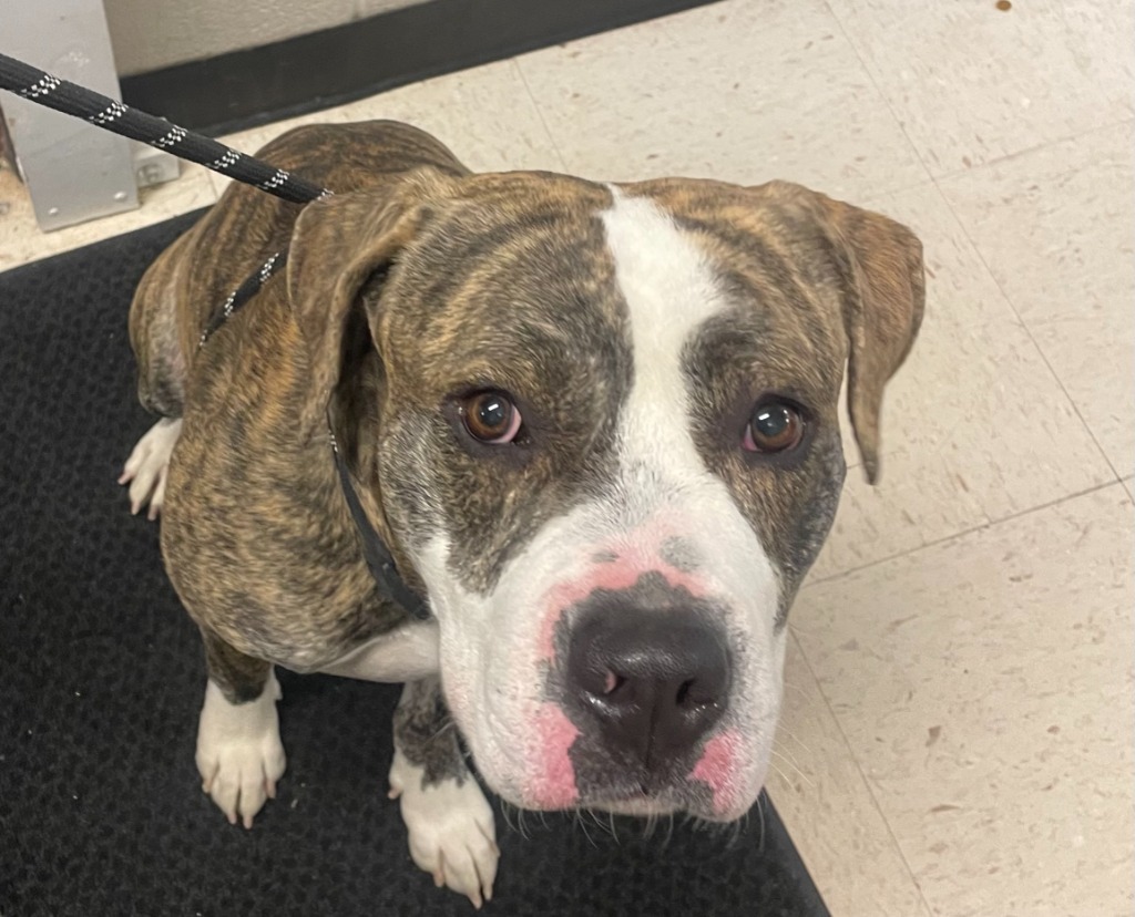 Butch Cassidy, an adoptable Pit Bull Terrier in Rock Springs, WY, 82901 | Photo Image 2