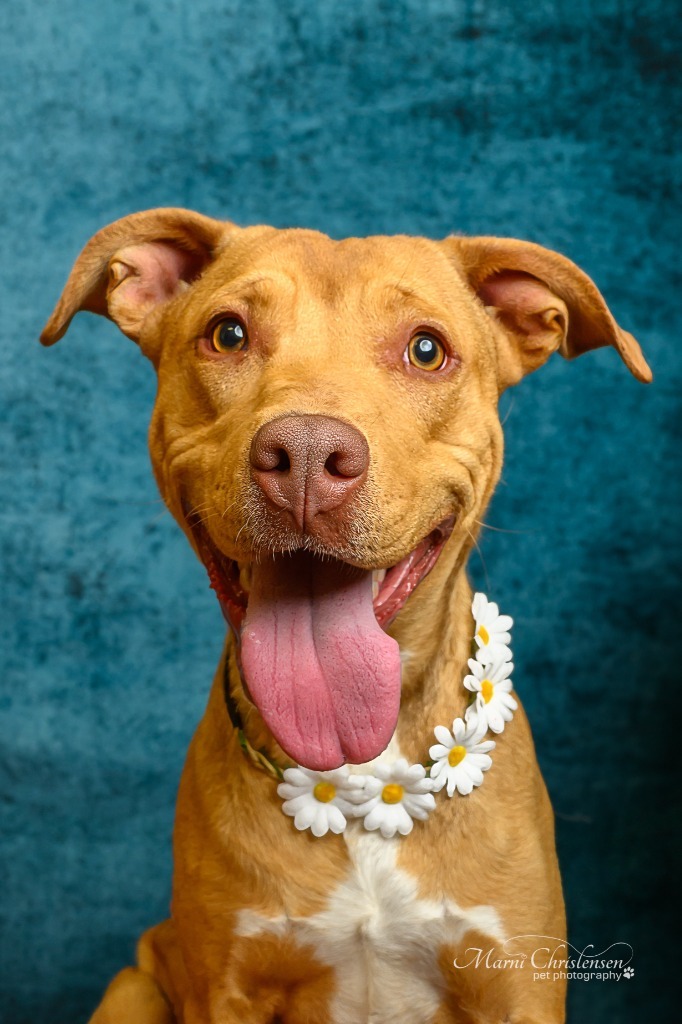 Calamity Jane, an adoptable Pit Bull Terrier, Vizsla in Rock Springs, WY, 82901 | Photo Image 1