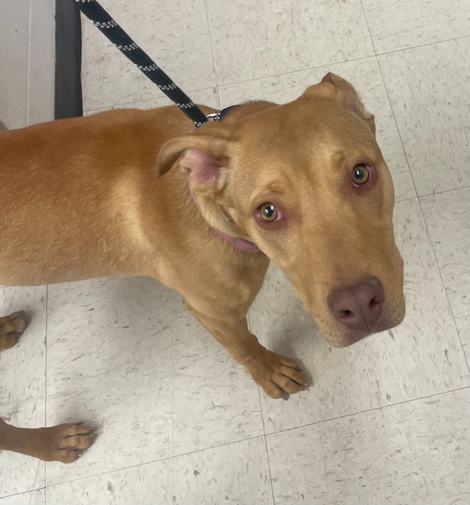 Calamity Jane, an adoptable Pit Bull Terrier, Vizsla in Rock Springs, WY, 82901 | Photo Image 2