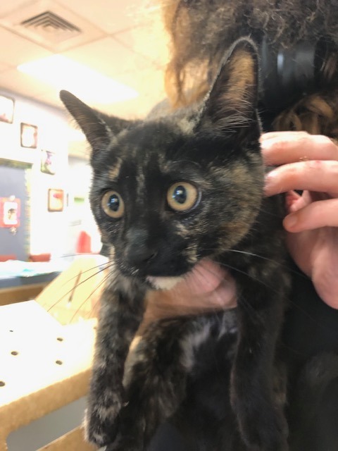 Fiesty, an adoptable Domestic Short Hair in Brownwood, TX, 76801 | Photo Image 1