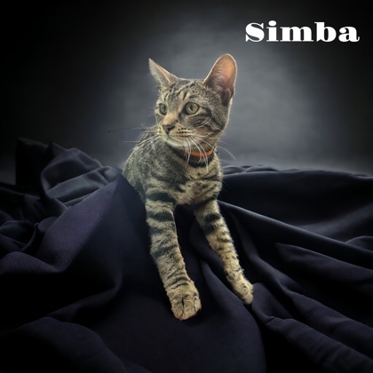 Simba 1