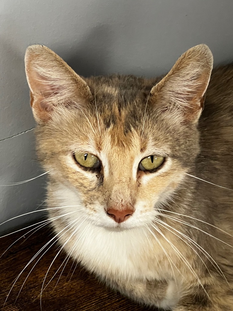 Bonnie, an adoptable Domestic Short Hair in Duncan, OK, 73533 | Photo Image 1