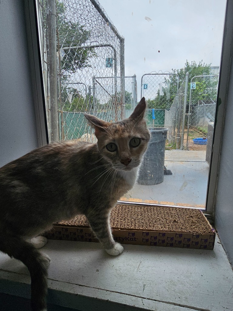 Bonnie, an adoptable Domestic Short Hair in Duncan, OK, 73533 | Photo Image 2