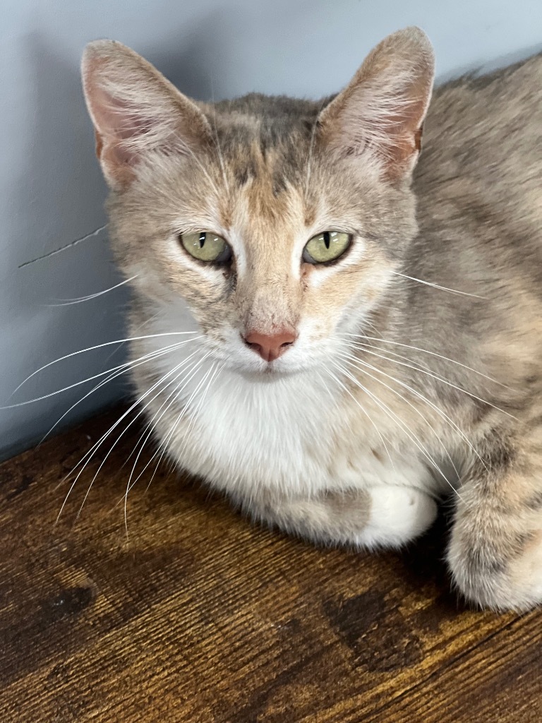 Bonnie, an adoptable Domestic Short Hair in Duncan, OK, 73533 | Photo Image 4