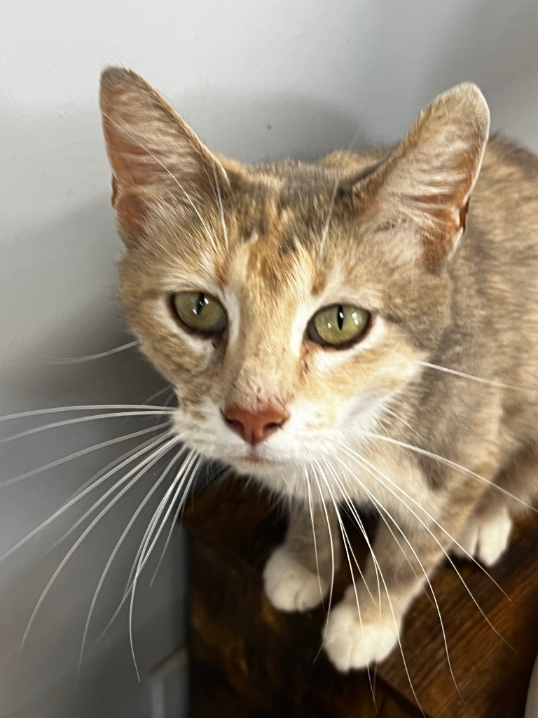 Bonnie, an adoptable Domestic Short Hair in Duncan, OK, 73533 | Photo Image 5