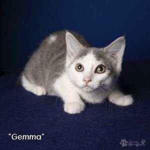Gemma Domestic Short Hair Cat