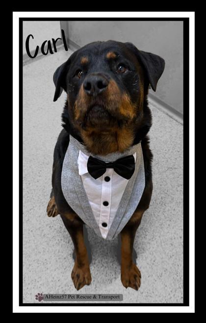 Carl, an adoptable Rottweiler, Mixed Breed in De Soto, IA, 50069 | Photo Image 1