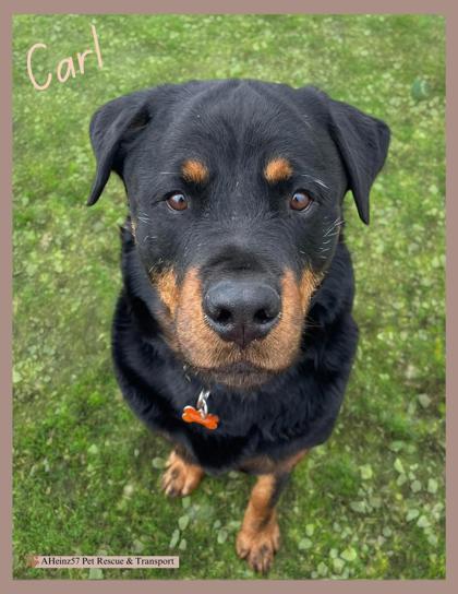 Carl, an adoptable Rottweiler, Mixed Breed in De Soto, IA, 50069 | Photo Image 1