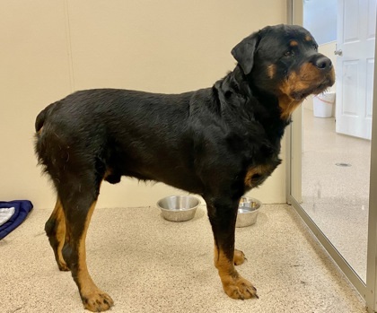 Carl, an adoptable Rottweiler, Mixed Breed in De Soto, IA, 50069 | Photo Image 2