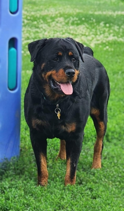 Carl, an adoptable Rottweiler, Mixed Breed in De Soto, IA, 50069 | Photo Image 3