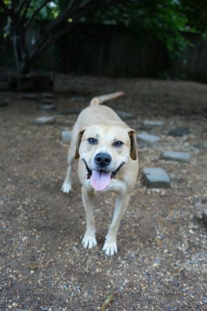 Charming dog looking for his charming human counterpart Kirby is around 7 years old house-trained