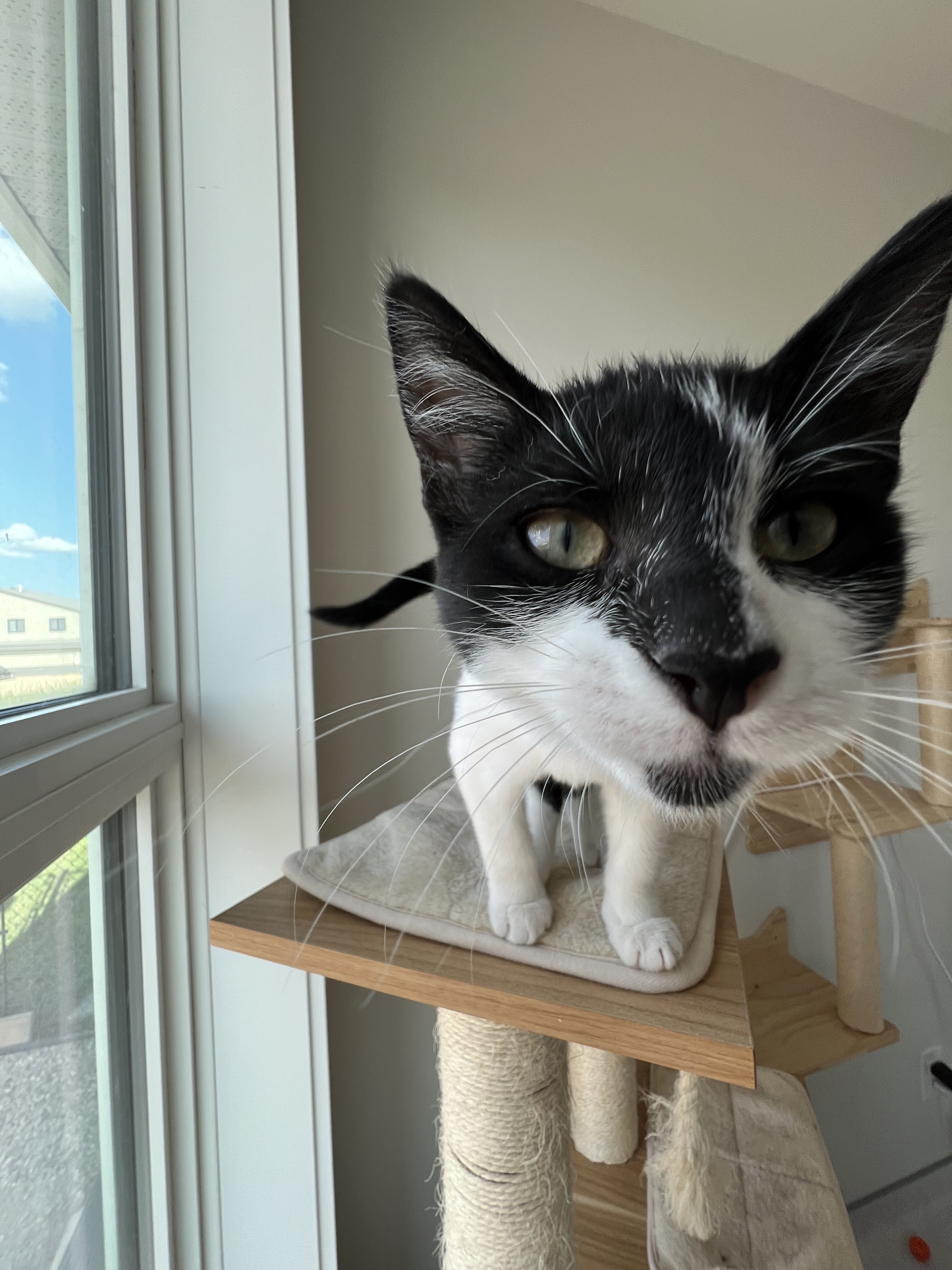 Lavender Haze, an adoptable Domestic Short Hair in Steinbach, MB, R5G 2B2 | Photo Image 6