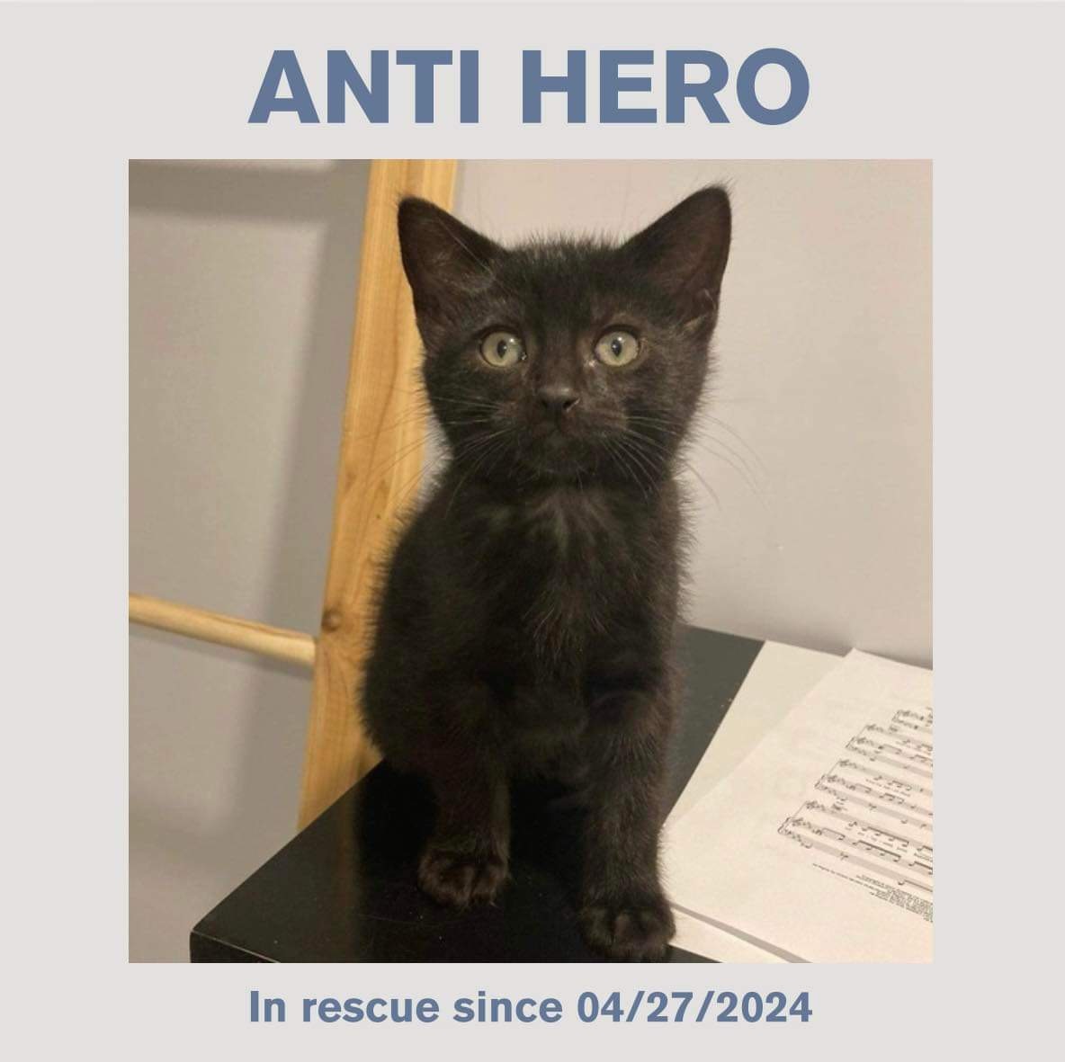 Anti Hero, an adoptable Domestic Short Hair in Steinbach, MB, R5G 2B2 | Photo Image 2