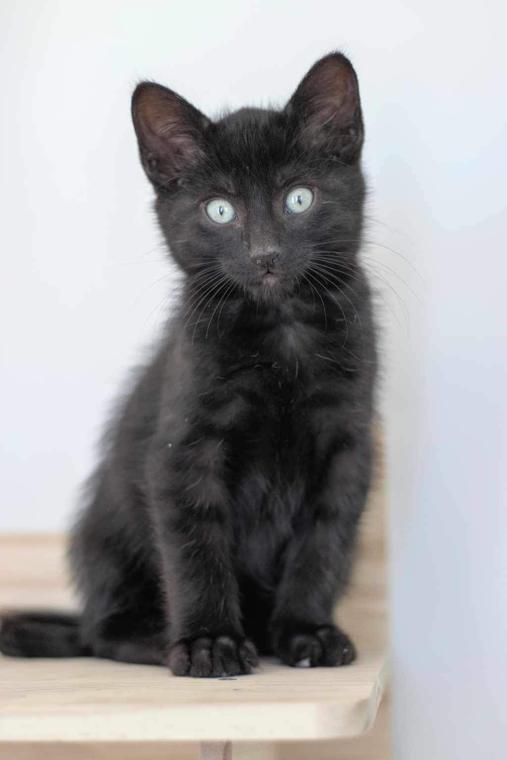 Anti Hero, an adoptable Domestic Short Hair in Steinbach, MB, R5G 2B2 | Photo Image 3