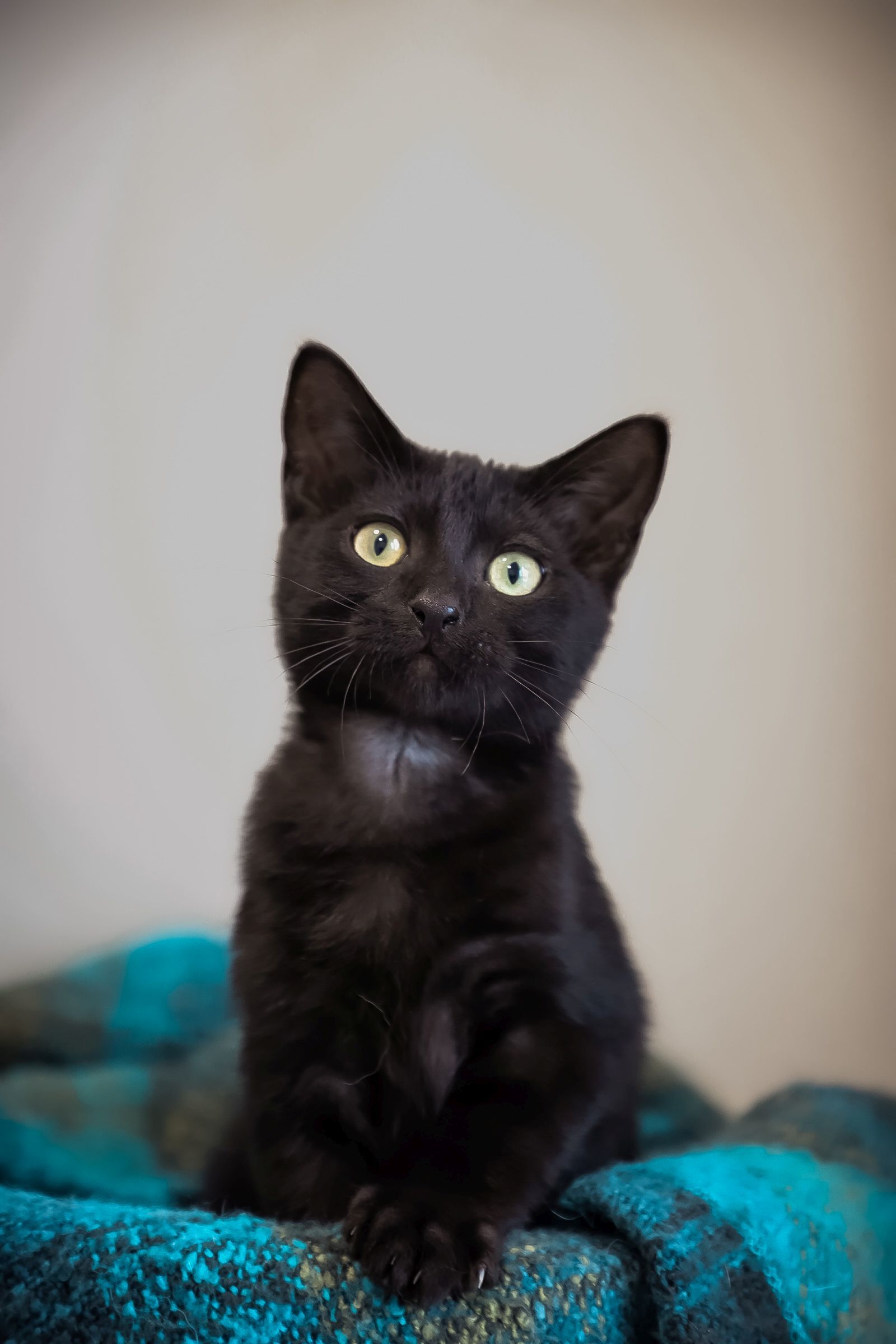 Anti Hero, an adoptable Domestic Short Hair in Steinbach, MB, R5G 2B2 | Photo Image 4