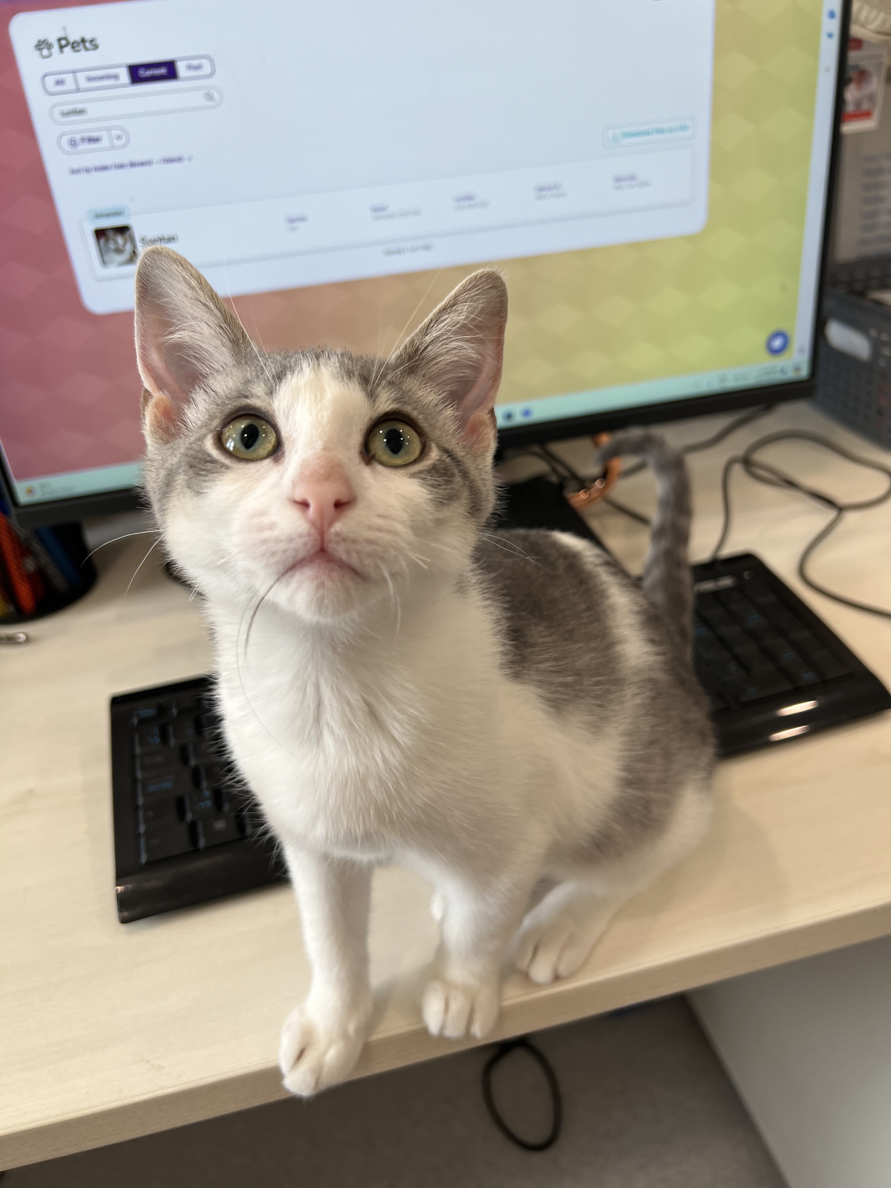 Fearless, an adoptable Domestic Short Hair in Steinbach, MB, R5G 2B2 | Photo Image 3